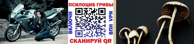 Галлюциногенные грибы Psilocybe  Купить закладки  Ленск 
